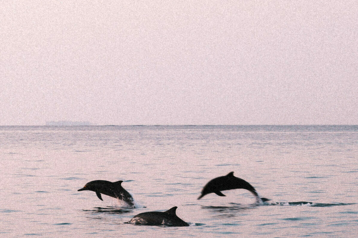 Dolphins leaping through calm ocean waters during a dolphin safari at Villa Resorts Maldives