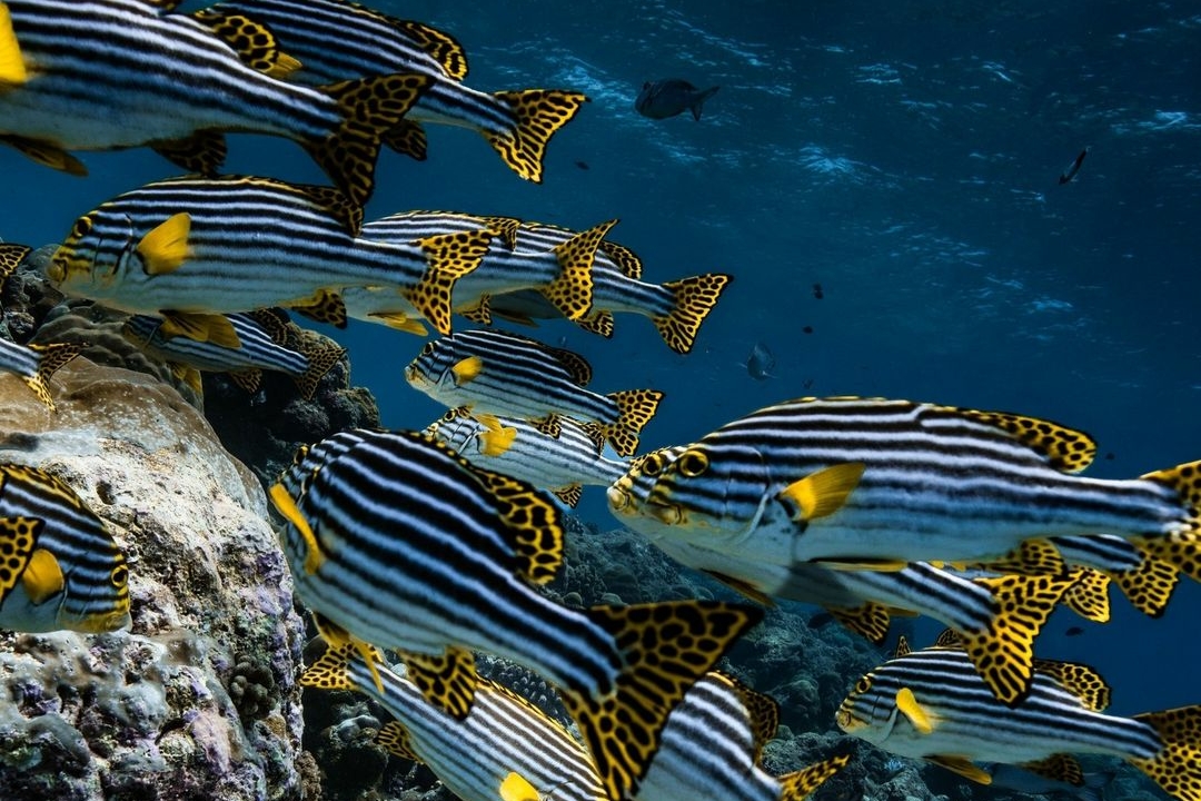 Schooling reef fish viewed from the semi-submarine at Villa Nautica in the Maldives