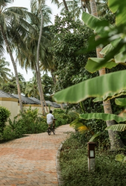 Palm-lined path at Royal Island, Maldives