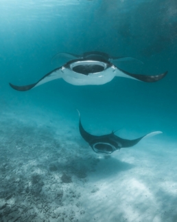 Manta ray encounter in Baa Atoll, Maldives