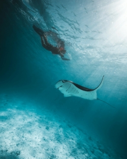 Manta rays near Hanifaru Bay in Baa Atoll Maldives