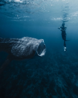 Whale shark excursion near Villa Park in South Ari Atoll Maldives