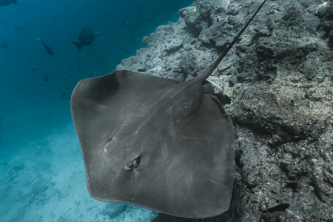 Stingray passing beside a coral reef during snorkelling at Villa Nautica.