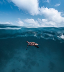 Sea turtle swimming beneath the surface during a snorkelling experience at Villa Nautica.