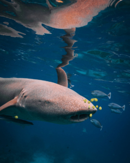 Shark moving through a school of tropical fish during snorkelling at Villa Nautica.